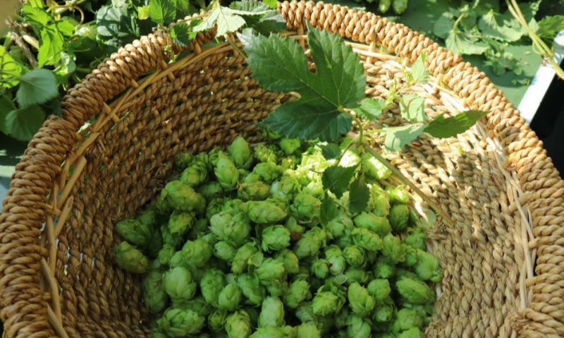 Gelderse hop voor Brouwerij Nevel